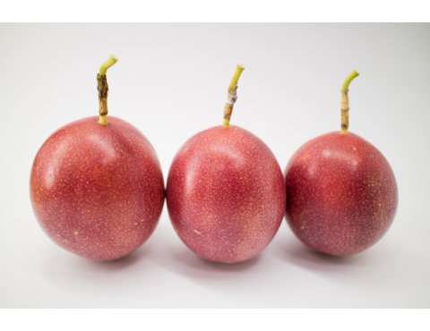 特克斯有機質肥料測試 - 百香果