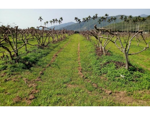 做好草生栽培好處多！恆定土壤溫度還可降低果園管理環境風險